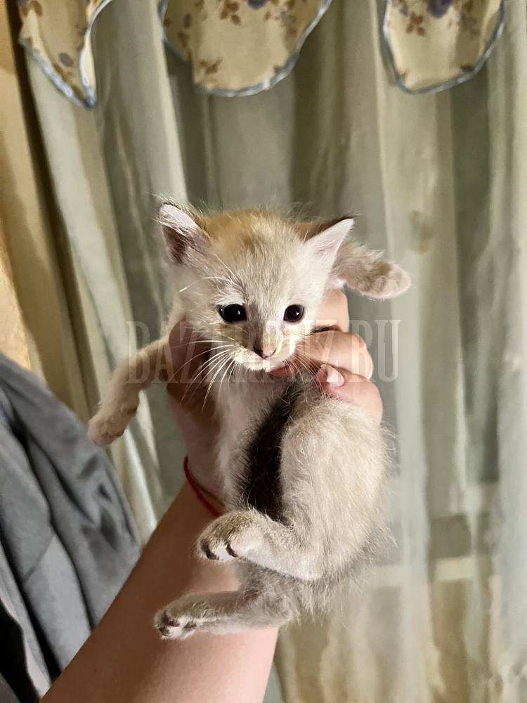 Отдам котят в добрые руки